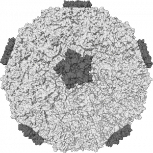 Rhinovirus